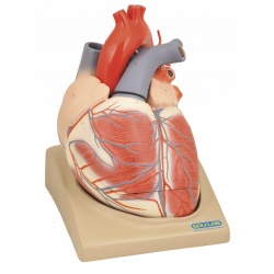 Model: Heart (Extra Large) 2/4 Parts
